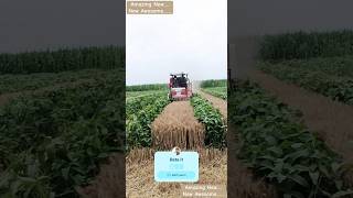 Wheat harvesting machine  Tobacco and wheat intercropping  Tractor  harvester  automobile 2024 [upl. by Monney222]