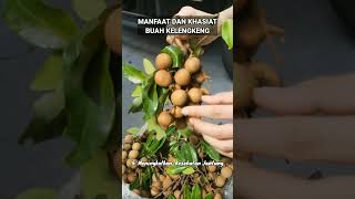 MANFAAT DAN KHASIAT BUAH KELENGKENG manfaatkhasiatbuahklengkeng buahklengkeng buah klengkeng [upl. by Eerihs]