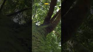 How Do You Navigate Using Tree Moss treemoss survivalguide survival shorts viral trending [upl. by Ahsak]