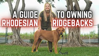 A Guide to Owning a Rhodesian Ridgeback dog  The AFRICAN LION Hunters [upl. by Manus172]