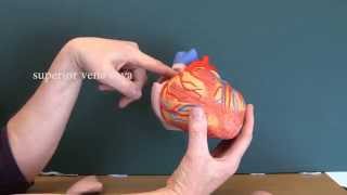 Cardiovascular System 8 Heart with labels [upl. by Pressey]