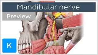 What is the Mandibular Nerve preview  Human Anatomy  Kenhub [upl. by Newbill]