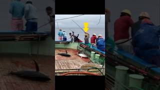 fishing yellowfin fish Pole and line fishing amazing fishing videoshortsfeed shortvideo shorts [upl. by Atikkin871]