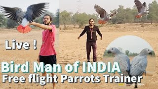 free flight parrot  bird  Best Trainer in India  Cockatiel Sun conure Macaw African Grey [upl. by Aserehs]