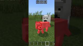 poler bear killed my dog I take revenge trendingshorts minecraft shortsfeed mimecraftshorts [upl. by Concepcion]