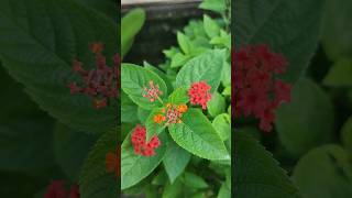 Lantana flowers plantsytshortsorangegardening shortsfeed shortsvideo viralshorts shorts [upl. by Adehsor563]