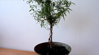 BRAIDED PLANT  How To Make Braided Rosemary [upl. by Akinert536]