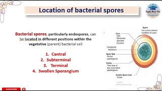 Location of bacterial spore Endospores endospore bacteriology spore sporeformation [upl. by Tshombe466]