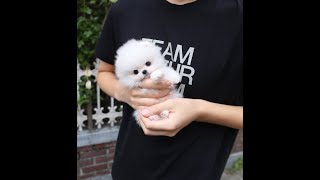 Adoption of the cutest Pomeranian puppy [upl. by Shear]