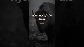 Mystery Of The Bison  🎥 TheQuotecircle  fyp foryou reels youtube faith believe shorts [upl. by Iuq771]