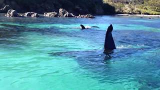 Beautiful Orcas in New Zealand [upl. by Clifton]