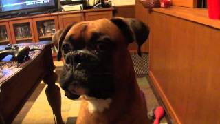 Boxer dog talking [upl. by Ayouqes]