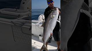 WHO LIKES TO EAT THESE AMBERJACK throwback worms grouper fishing reef donkey [upl. by Iretak308]