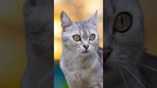 Burmilla Cats 101 Amazing Cat Facts In 60 Seconds 🐱🕒 [upl. by Arinaj]