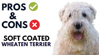 Soft Coated Wheaten Terrier Breed Pros and Cons  Wheaten Terrier Advantages and Disadvantages [upl. by Nabal]