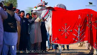 cattle farming in pakistan  MELA WINNER 6 DANT FIRST POSITION [upl. by Beryle]