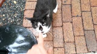 Booping Ernest Hemingways cat [upl. by Leiruh]