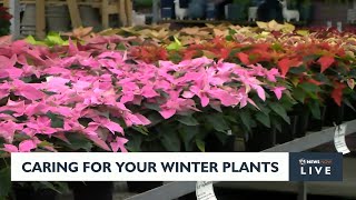 Caring for your winter plants [upl. by Veronica633]