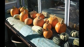 How to Harvest Winter Squash Everyone Can Grow A Garden 2018 32 [upl. by Greenwell]