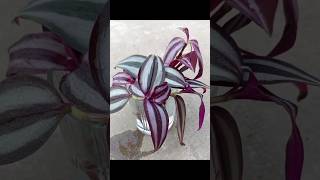 How to grow Wandering jew plant in water Wanderingjew tradescantia youtbeshorts [upl. by Anaderol]