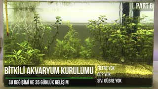 Bitkili Akvaryum Kurulumu  Su Değişimi ve 35 Günlük Gelişim  Part 6 [upl. by Inglis]