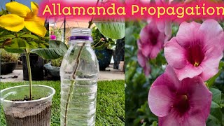 Allamanda Cutting in the Easiest MethodsHow to grow Allamanda PlantAllamanda Cuttings in Water [upl. by Brouwer592]