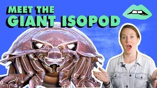 The Giant Isopod Looks Like A Cockroach That Lives Under Water [upl. by Aneekat364]