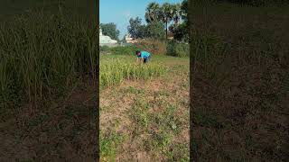 Raithu bidda farmer villagelife paatamma thote pranam song [upl. by Ahsla]