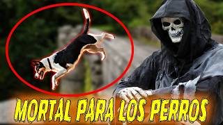 Puente Overtoun el MISTERIOSO lugar donde los PERROS se DESVIVEN aterradro miedo [upl. by Ecirtemed]