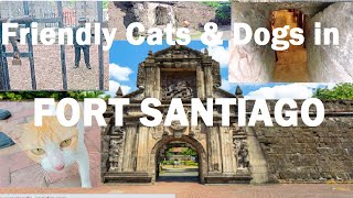 FORT SANTIAGO and Friendly Cats amp Dogs  Fort Santiago Intramuros Manila [upl. by Crandall]