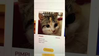 Funny Pets amp Animals Pt13 funny shorts trending viralvideo love reels fyp nature dog cat [upl. by Hotze]