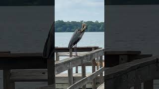 The great blue heron spotted on a deck birdnoises herons blueheron minnesotawildlife [upl. by Enrichetta]