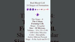 The Formation of Red Blood Cells from 21 microns to 7 microns through the ten stages of development [upl. by Atoiyanap]