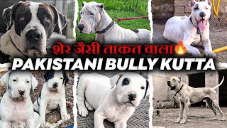 Bully Kutta price in 2024 ll Pak bully sale ll Import line kutta [upl. by Pasol]