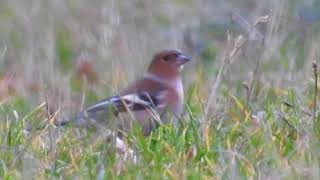 Pinson des arbres  Common Chaffinch [upl. by Aihsad783]