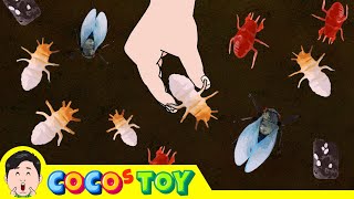 Lets raise cicada larvae in my flower pot｜Insect names for children｜CoCosToy [upl. by Woodford]