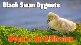 Super Cute Black Swan Cygnets  Week 4 On A Mission [upl. by Gibb]