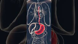 Can reflux disease be reversed tamilhealthawerness tamilhealthtips healthtips tamilhealth [upl. by Naples]