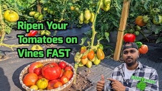 How To Get Tomatoes To Ripen Faster 🍅tomato gardening greentgarden [upl. by Asile214]