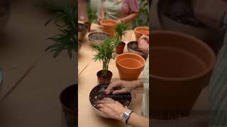 Top 7 Indoor Plants 🌱 Plants For Home decor indoorsplants gardening sorts [upl. by Ileray]