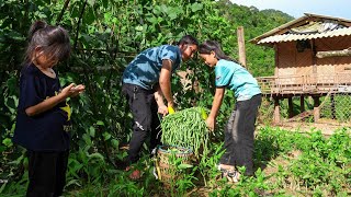 Harvest Melon and Bean Garden at the Farm Bring it to the Market to Sell Exchange Gas Tanks [upl. by Sennahoj]