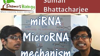 miRNA biogenesis  microRNA mechanism [upl. by Leugimsiul732]