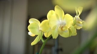 How to Grow Orchids Indoors  At Home With P Allen Smith [upl. by Aliam121]