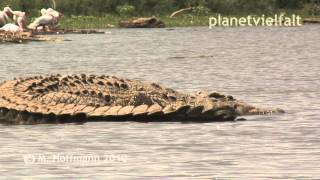 Riesige Nilkrokodile Crocodylus niloticus im ChamoSee Äthiopien Nile crocodile [upl. by Uhthna864]