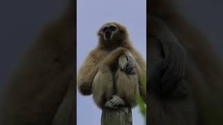 Lar gibbon call  Chester Zoo shorts [upl. by Sire]