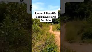 Arable land for sale nature landafrica farming agriculture plants jinja uganda [upl. by Katerina669]