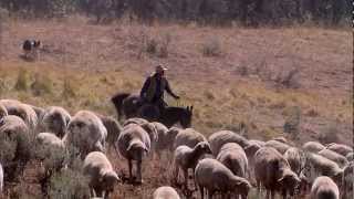 Montana Sheep Drive  Americas Heartland [upl. by Jaycee]