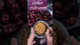 Collect your Chilli seeds for a traditional recipe [upl. by Lednam]