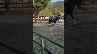 Bruta qual a nota  cavalos cavalo viralvideos shortsvideo mulher fazenda amocavalo fy [upl. by Oreves]