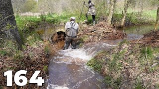 Draining A Meadow Flooded By Beavers  Manual Beaver Dam Removal No164 [upl. by Ahtnahc]